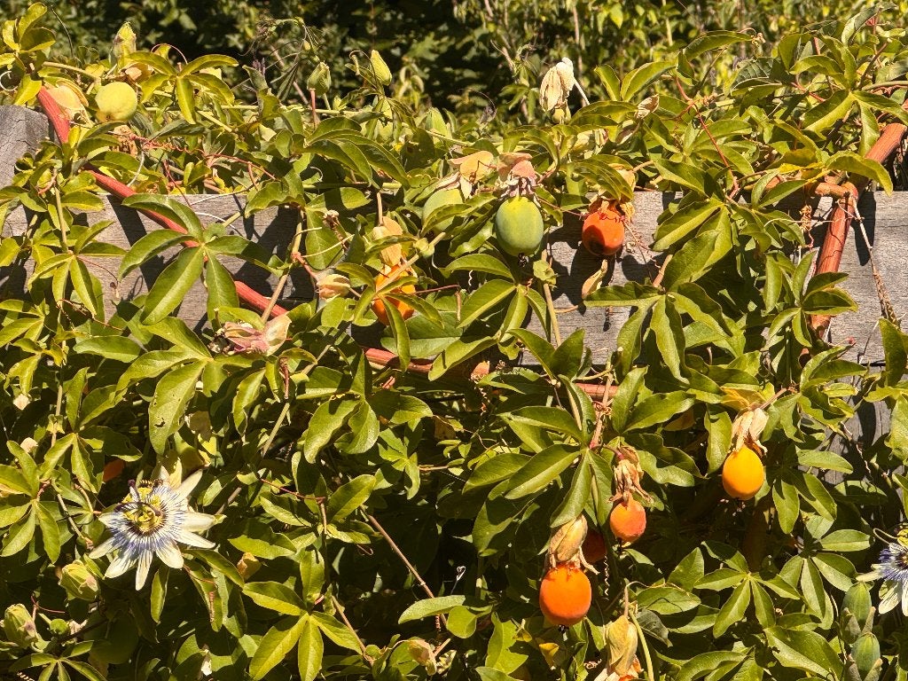 Blauwe passiebloem - Passiflora caerulea, Ophalen, Vaste plant, Klimplanten