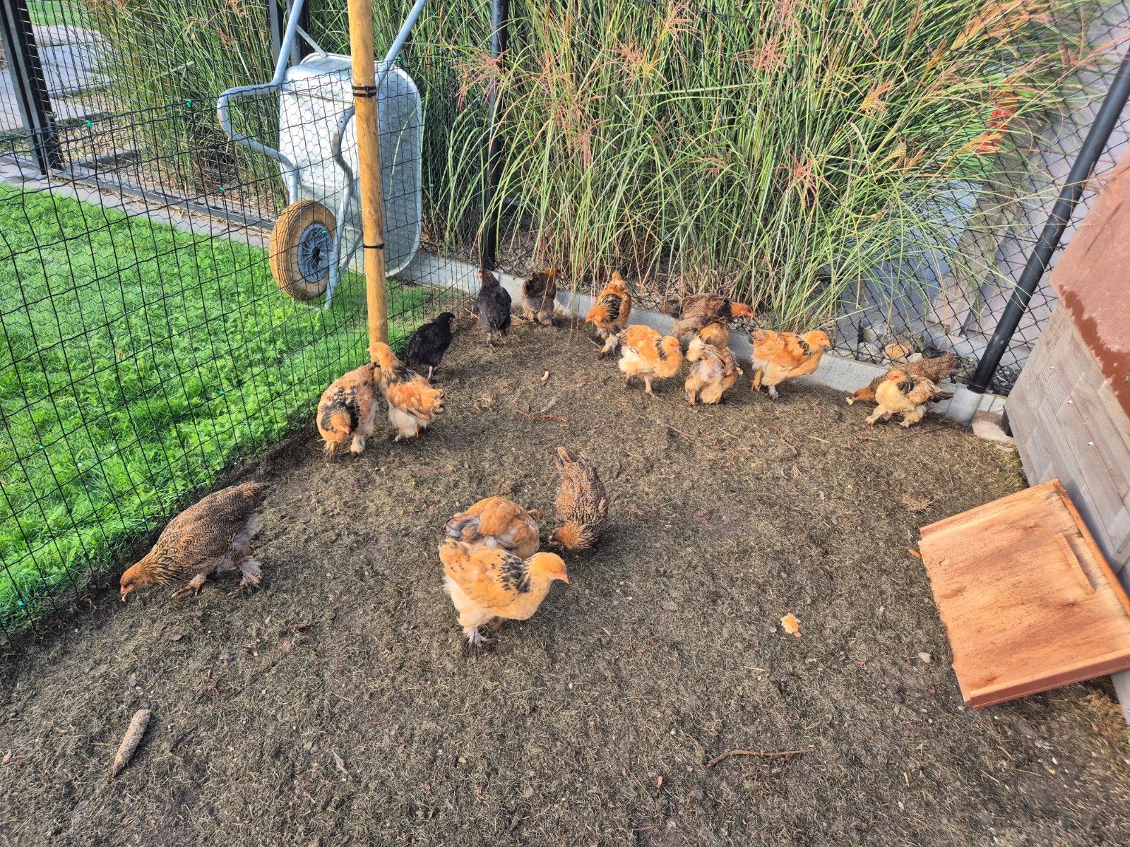 brahma buff kuikens, Poule ou poulet
