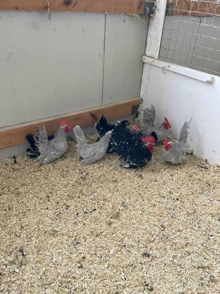 Jonge kortbenige chabo hennen en hanen, Meerdere dieren, Kip