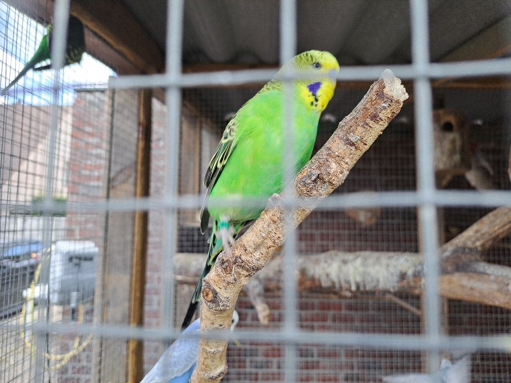 Grasparkieten, Plusieurs animaux, Perruche