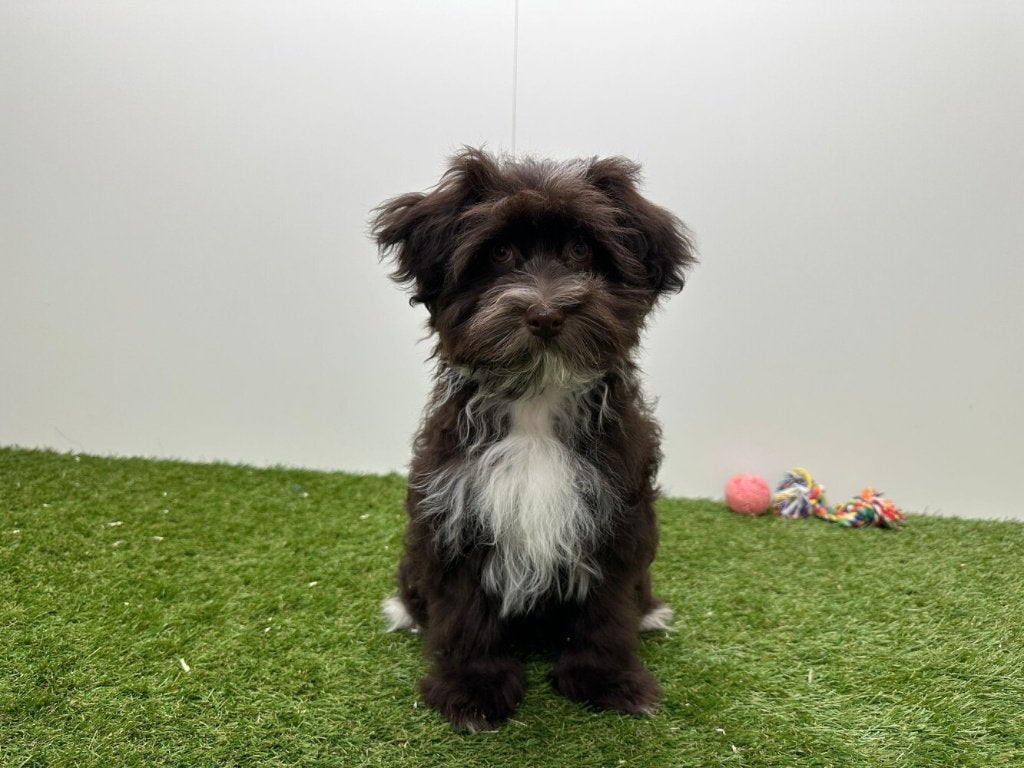 Havanezer pups, België, Overige rassen, 8 tot 15 weken, Parvo