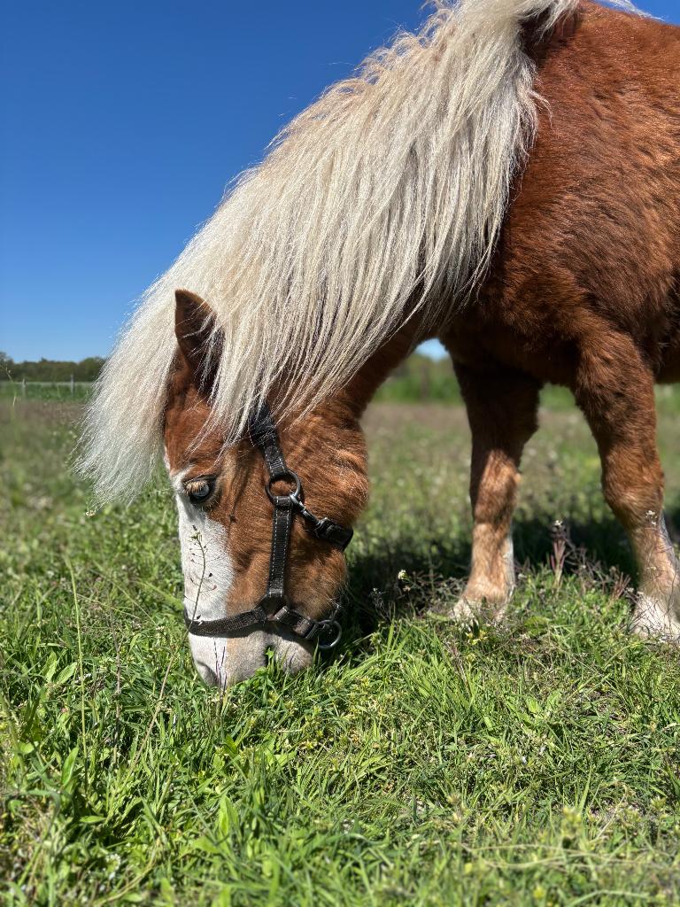 Lieve AHMA/NMPRS merries, Jument, Ne s'applique pas, Poney de récréation
