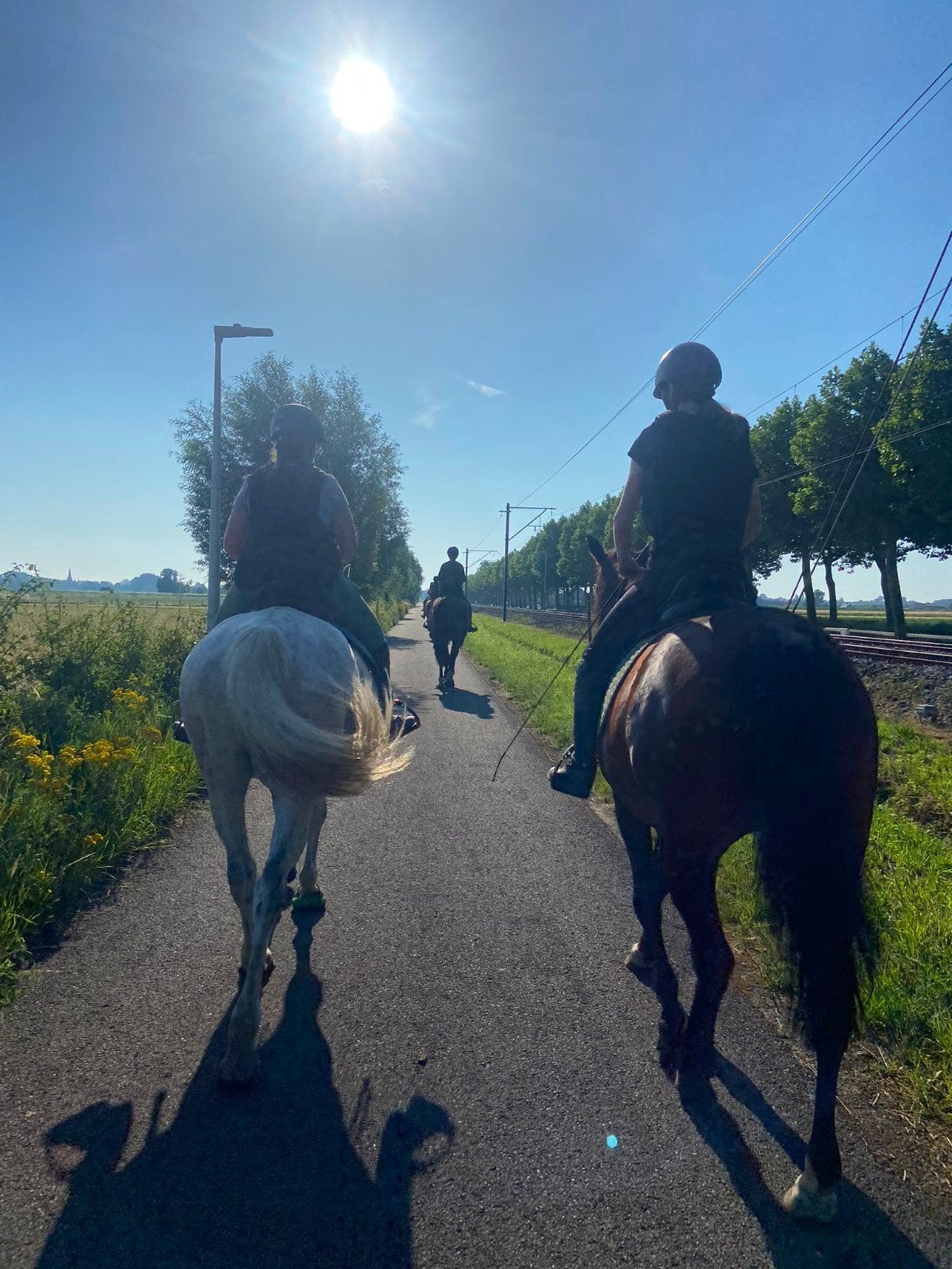 Gezocht; bomproof paard, Dieren en Toebehoren
