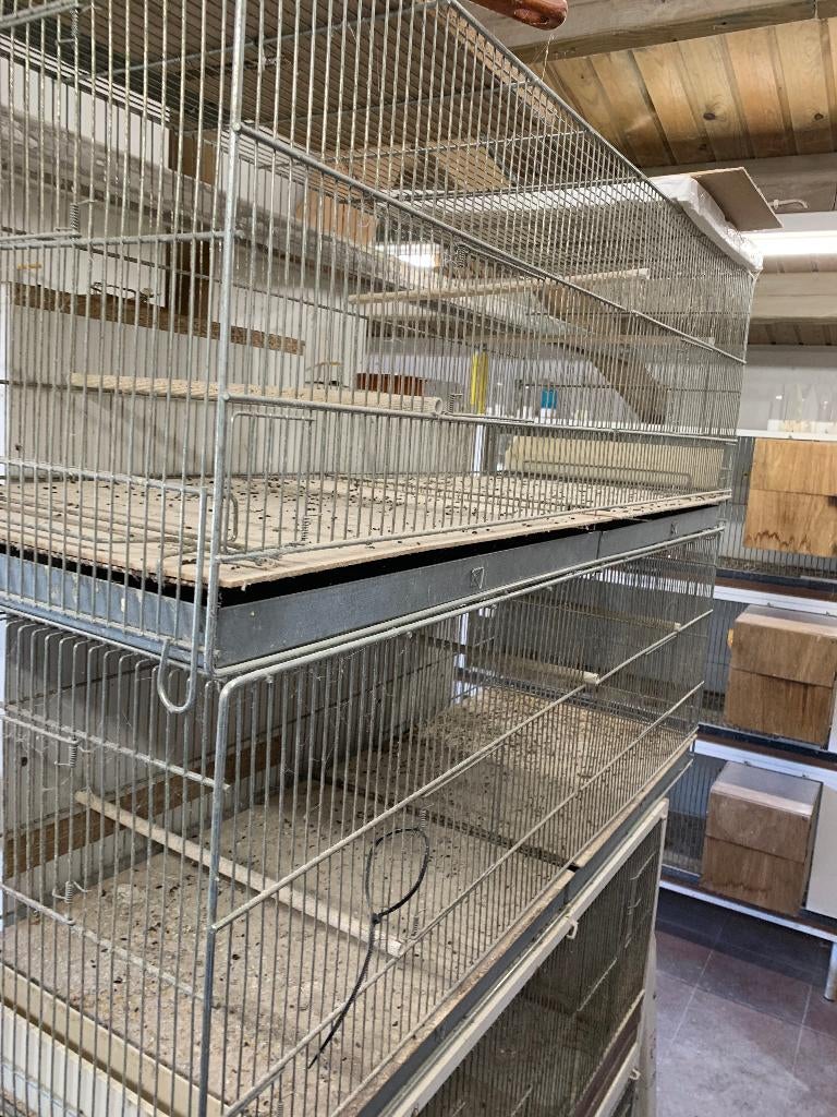 BAKKEN VOOR PARKIETEN TE KWEKEN