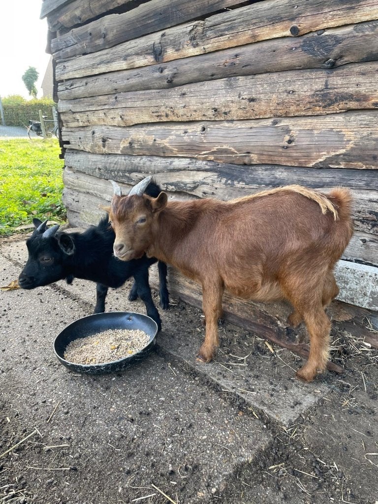 chèvre naine, Animaux & Accessoires, Mai, Mâle