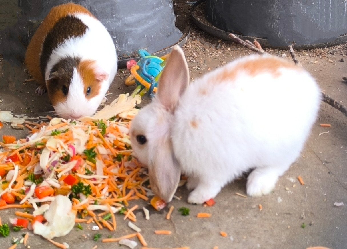 laatste 2 cavia's, Dieren en Toebehoren, Maart, Meerdere dieren, Cavia