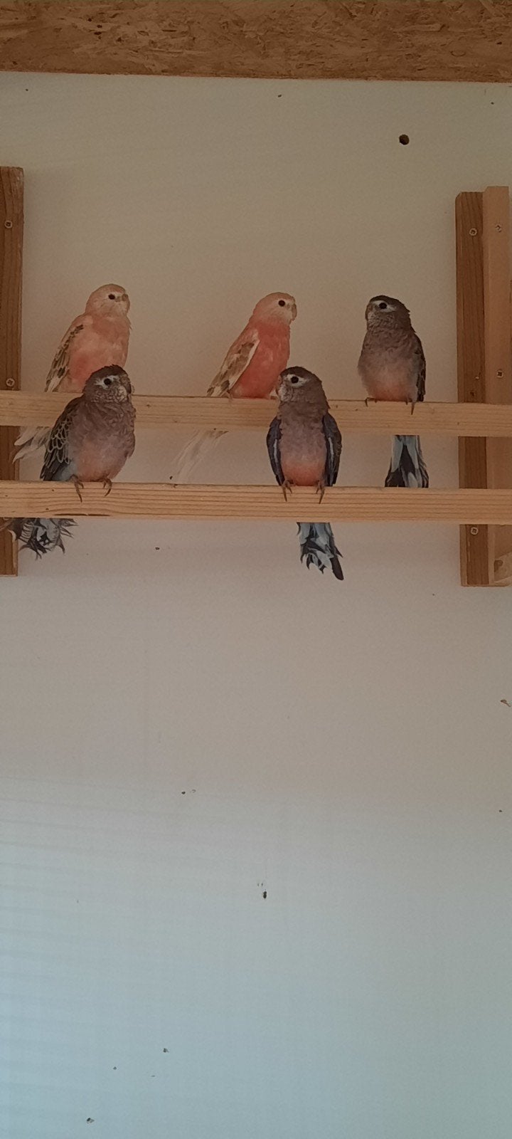 Bourkes fallow, Animaux & Accessoires, Oiseaux | Perruches & Perroquets