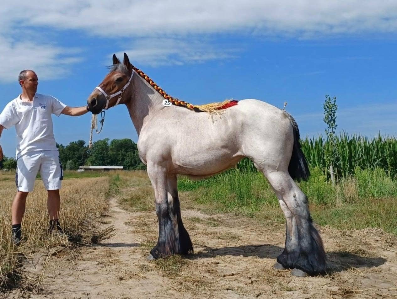 trekpaard merrie, Dieren en Toebehoren, Merrie, 0 tot 2 jaar
