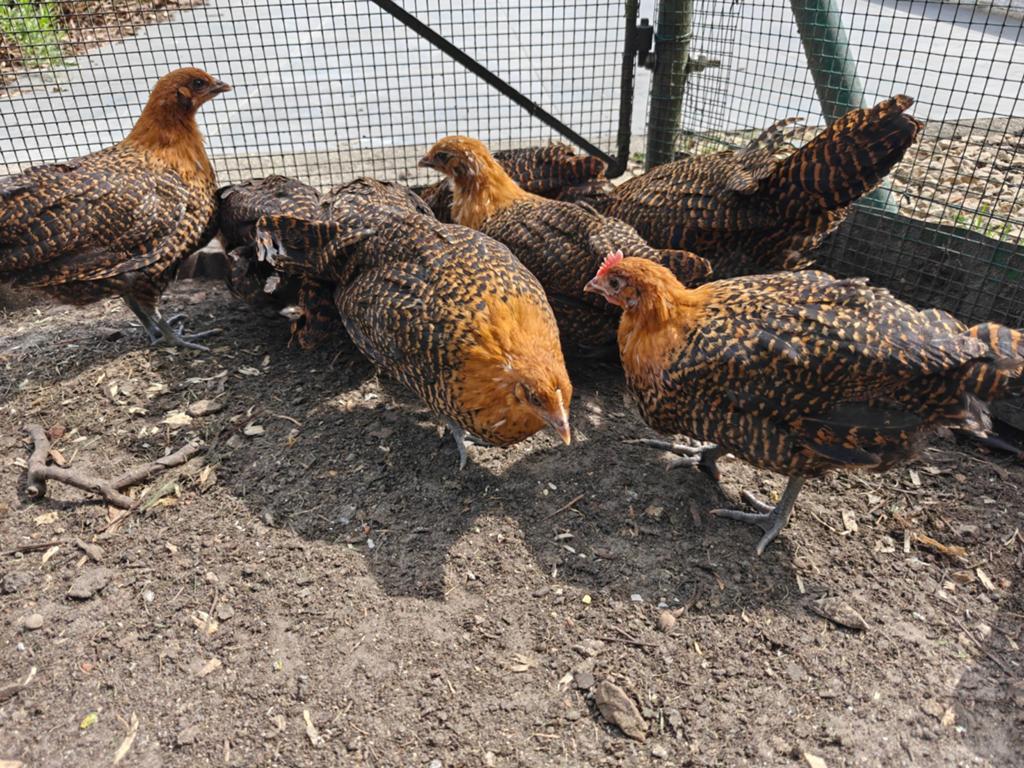 Goudbrakel hennen, Femelle, Poule ou poulet