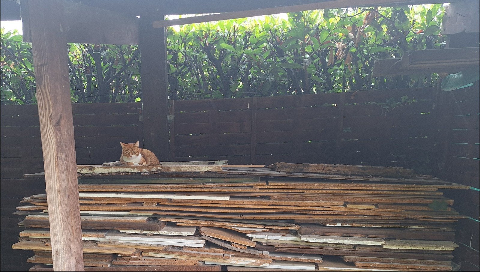 Gratis hout, Ophalen, Hout