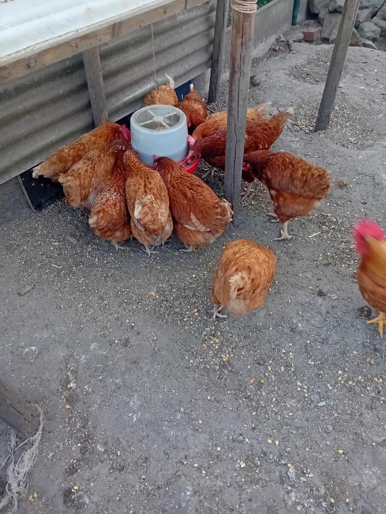 15-tal legkippen, Dieren en Toebehoren