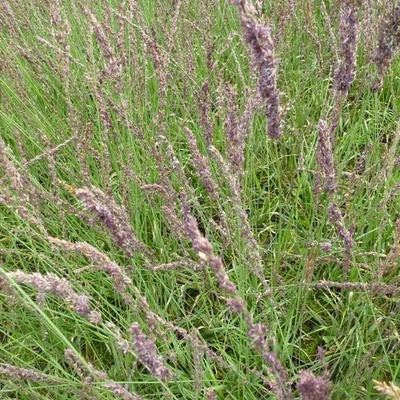 Sesleria autumnalis, Tuin en Terras, Ophalen