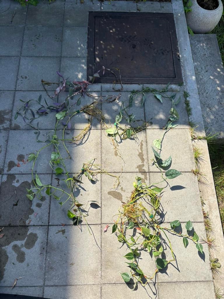 Stekjespakketten, Huis en Inrichting, Kamerplanten, Ophalen
