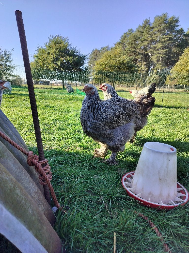 Brahma zilverpatrijs hen, Dieren en Toebehoren