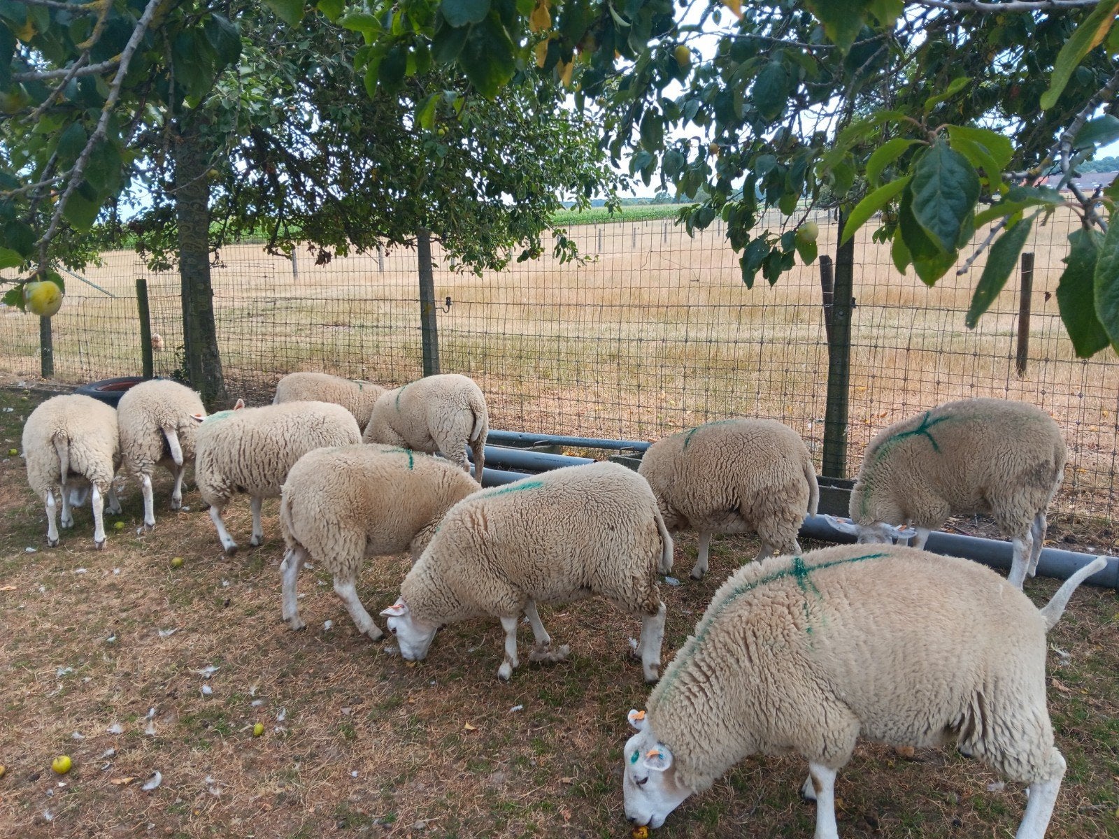Swifter ooitjes., Dieren en Toebehoren
