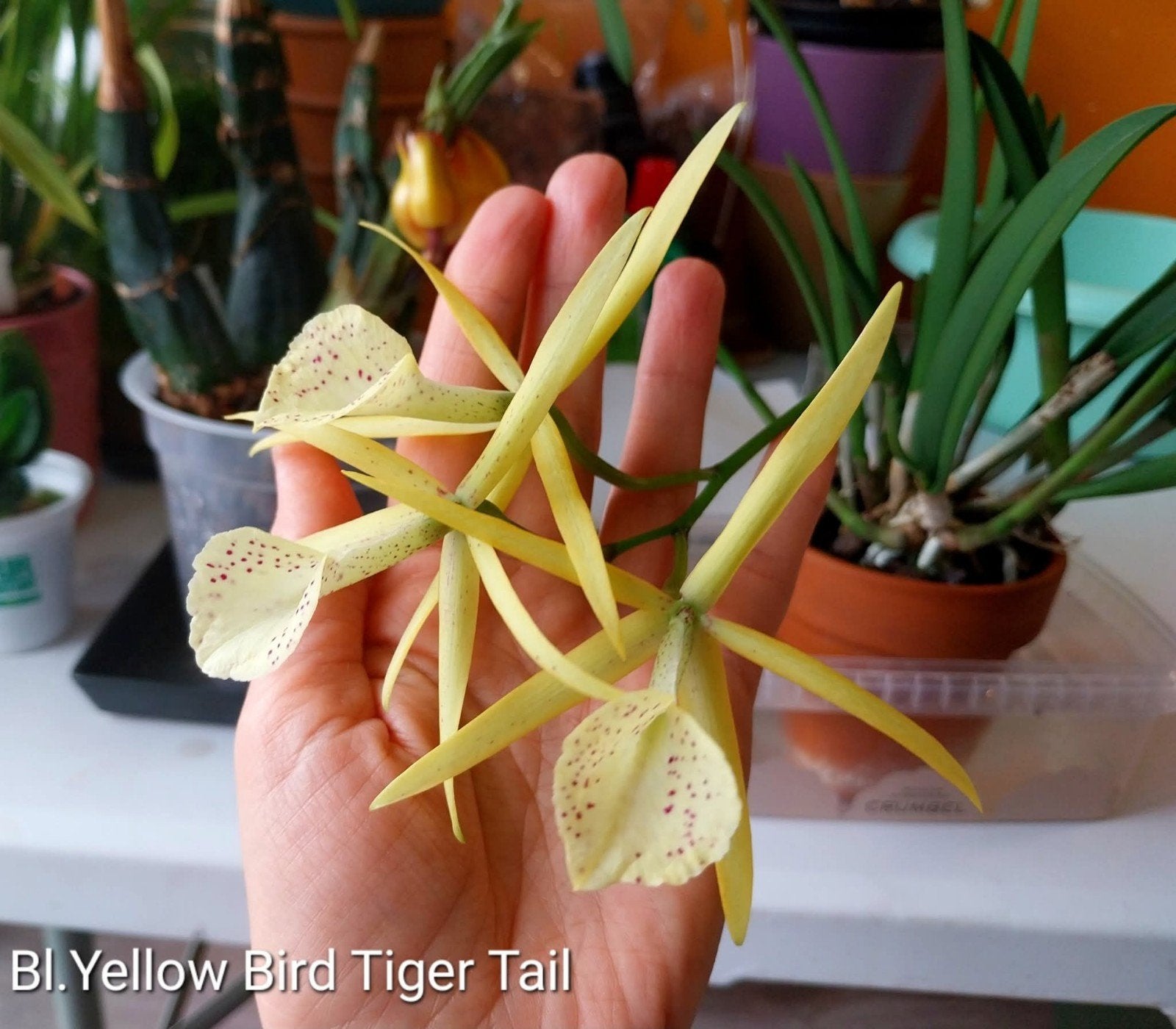 Orchidee Brassolaeliocattleya Yellow Bird 'Tiger Tail', Ophalen of Verzenden