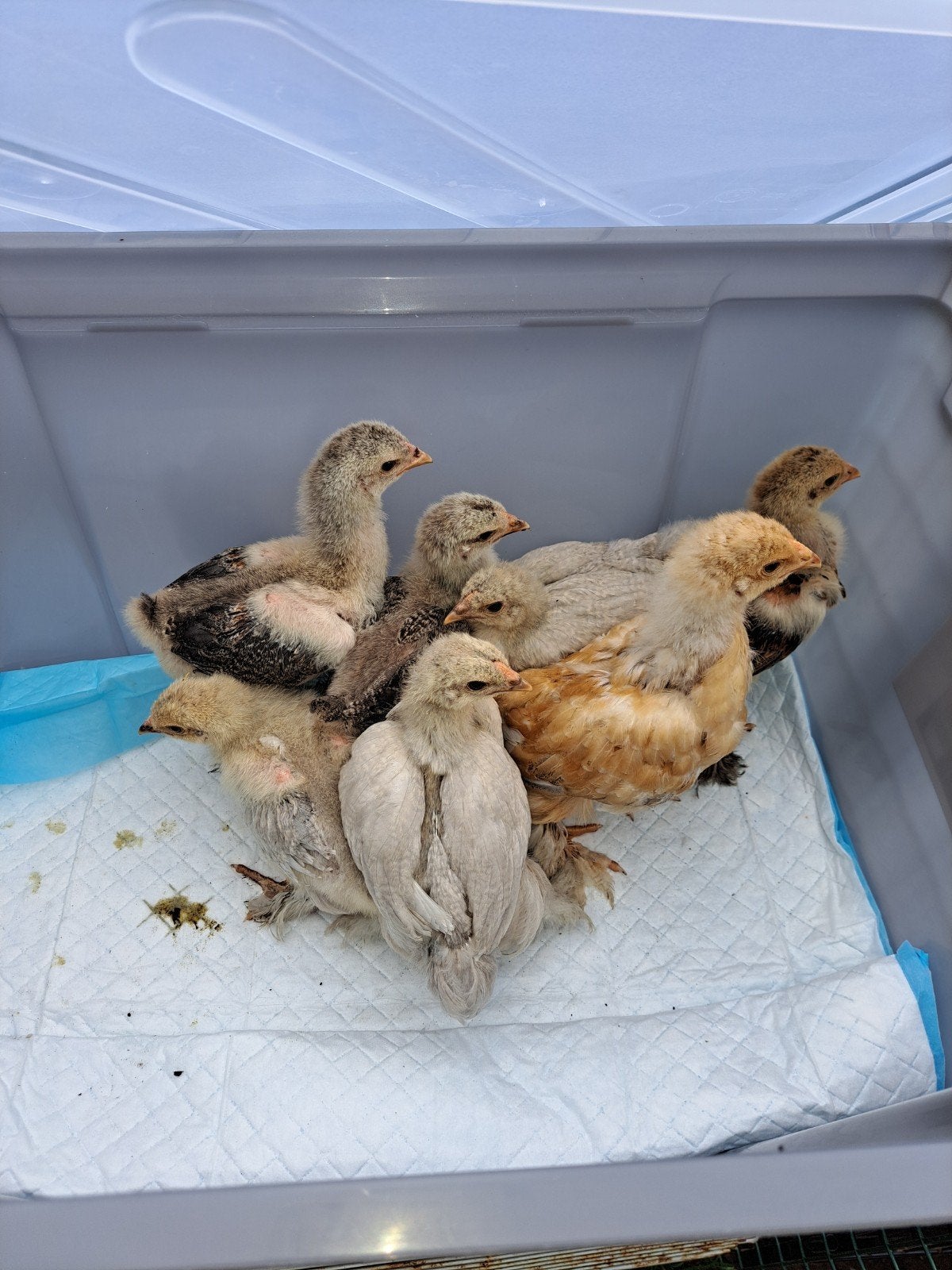 Kuikens Brahma, Dieren en Toebehoren, Pluimvee