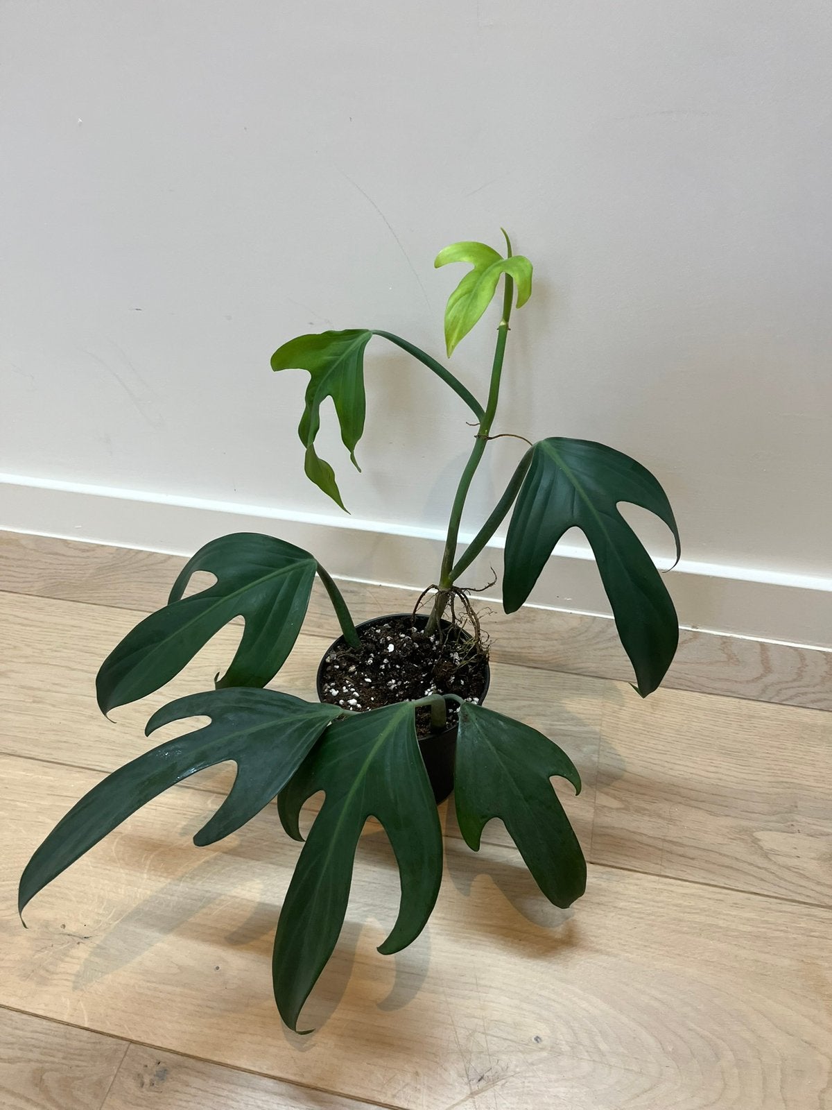 Philodendron Panduriforme Large, Huis en Inrichting, Ophalen of Verzenden