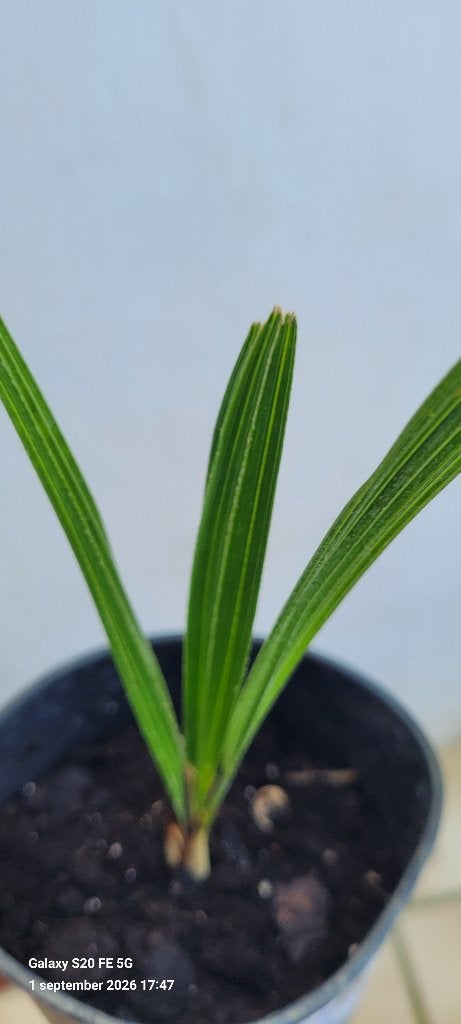 rhapidophyllum hystrix naaldpalm, Ophalen of Verzenden, Vaste plant, Overige soorten