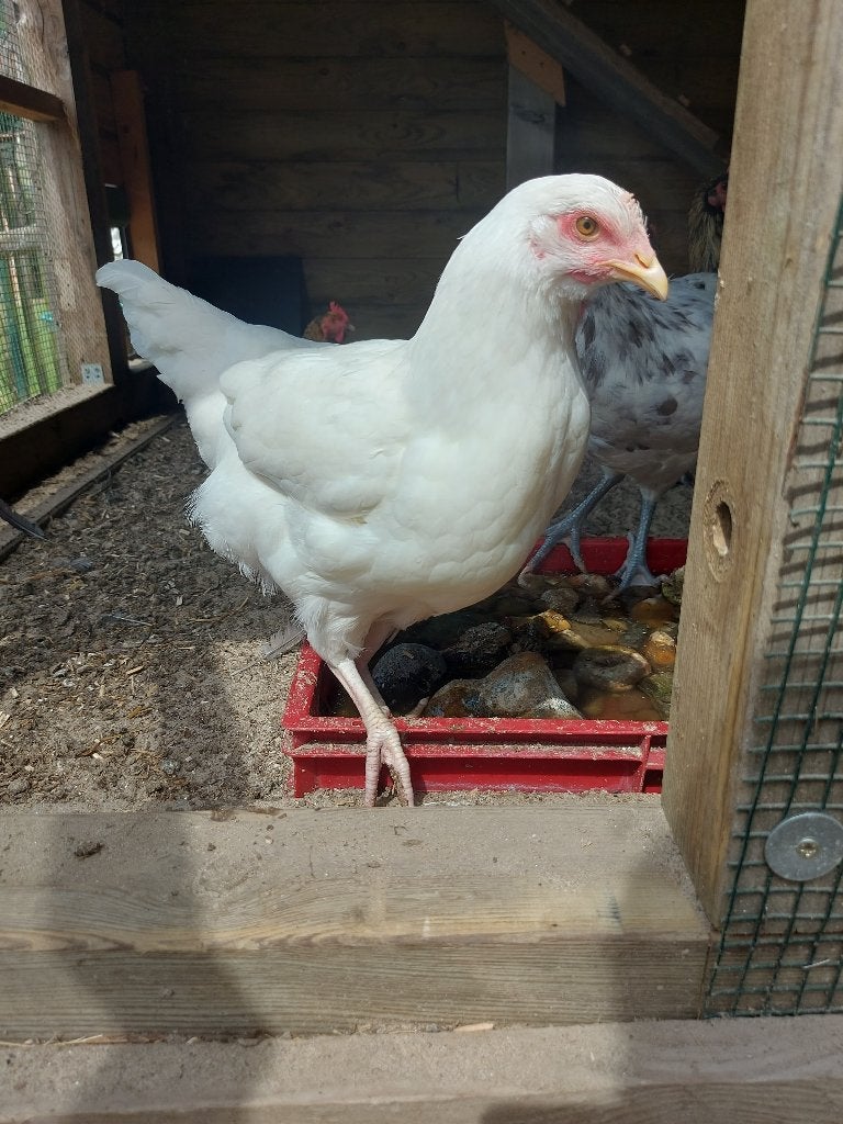 Witte legkip, Vrouwelijk, Kip