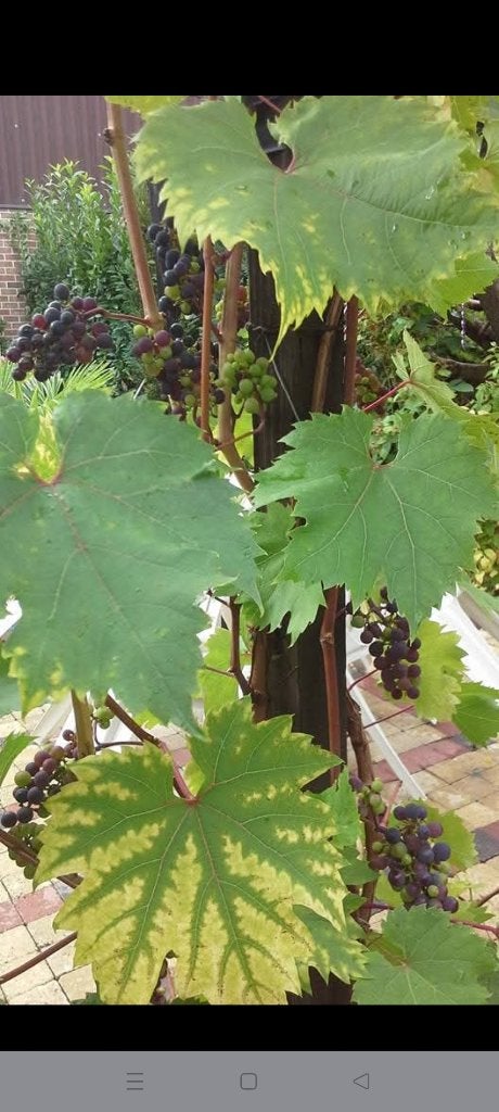 Blauwe druivenlaar stekjes 5€ en bramen.2.50€, Enlèvement, Plante fixe