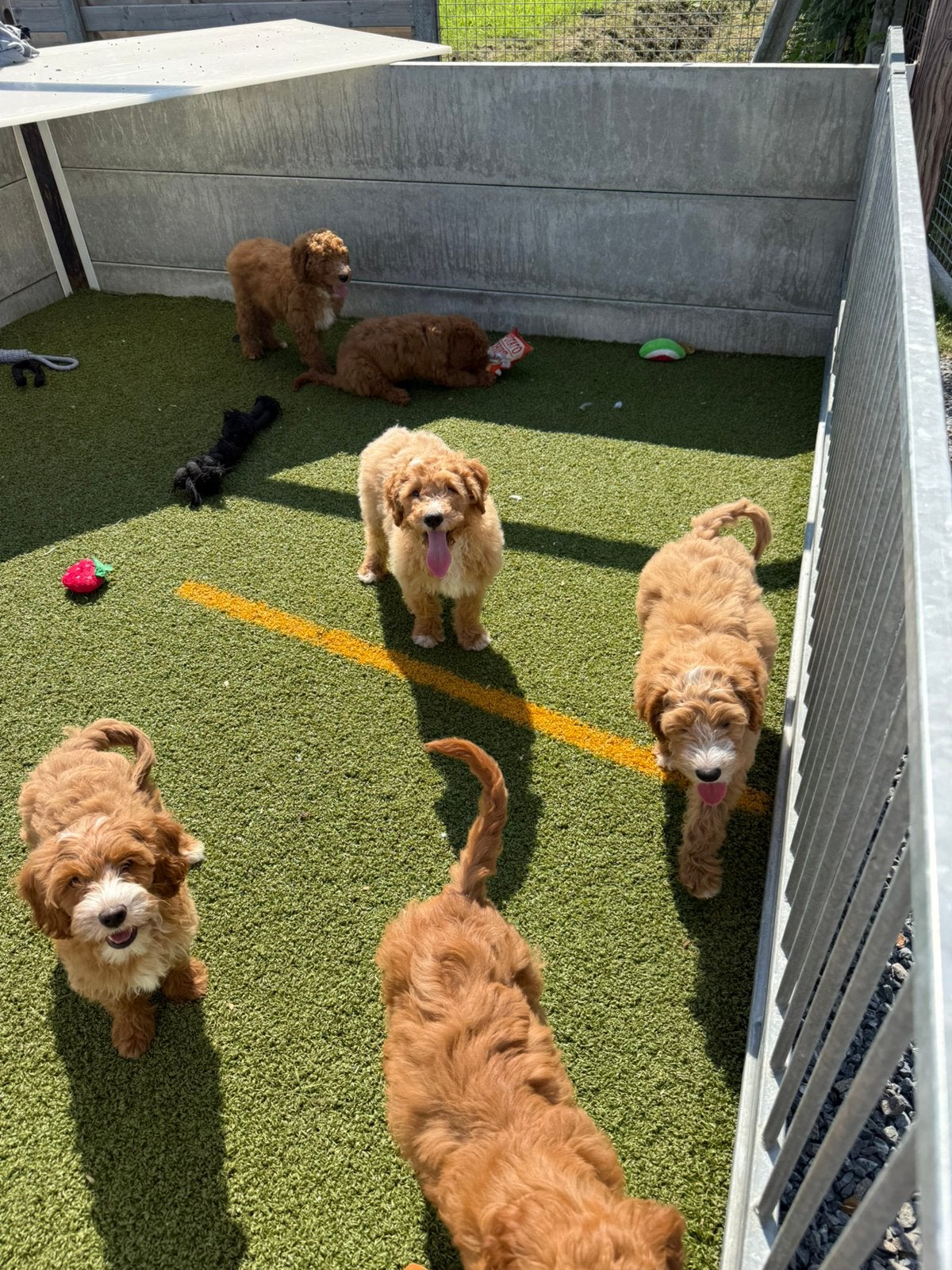 Prachtige mini/medium labradoodle pups, Parvo, België, Overige rassen, 8 tot 15 weken