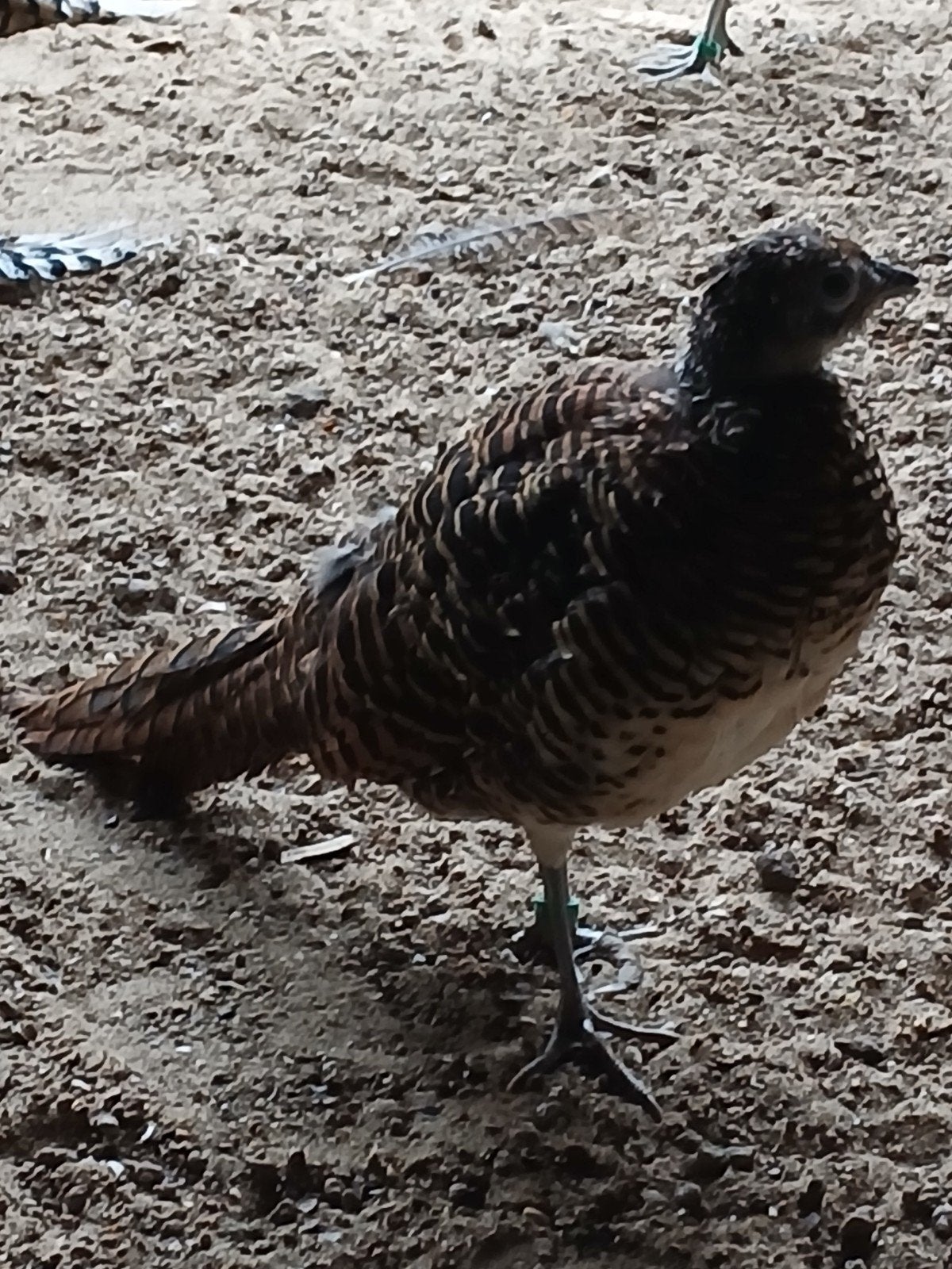 lady amherst fazanten, Dieren en Toebehoren