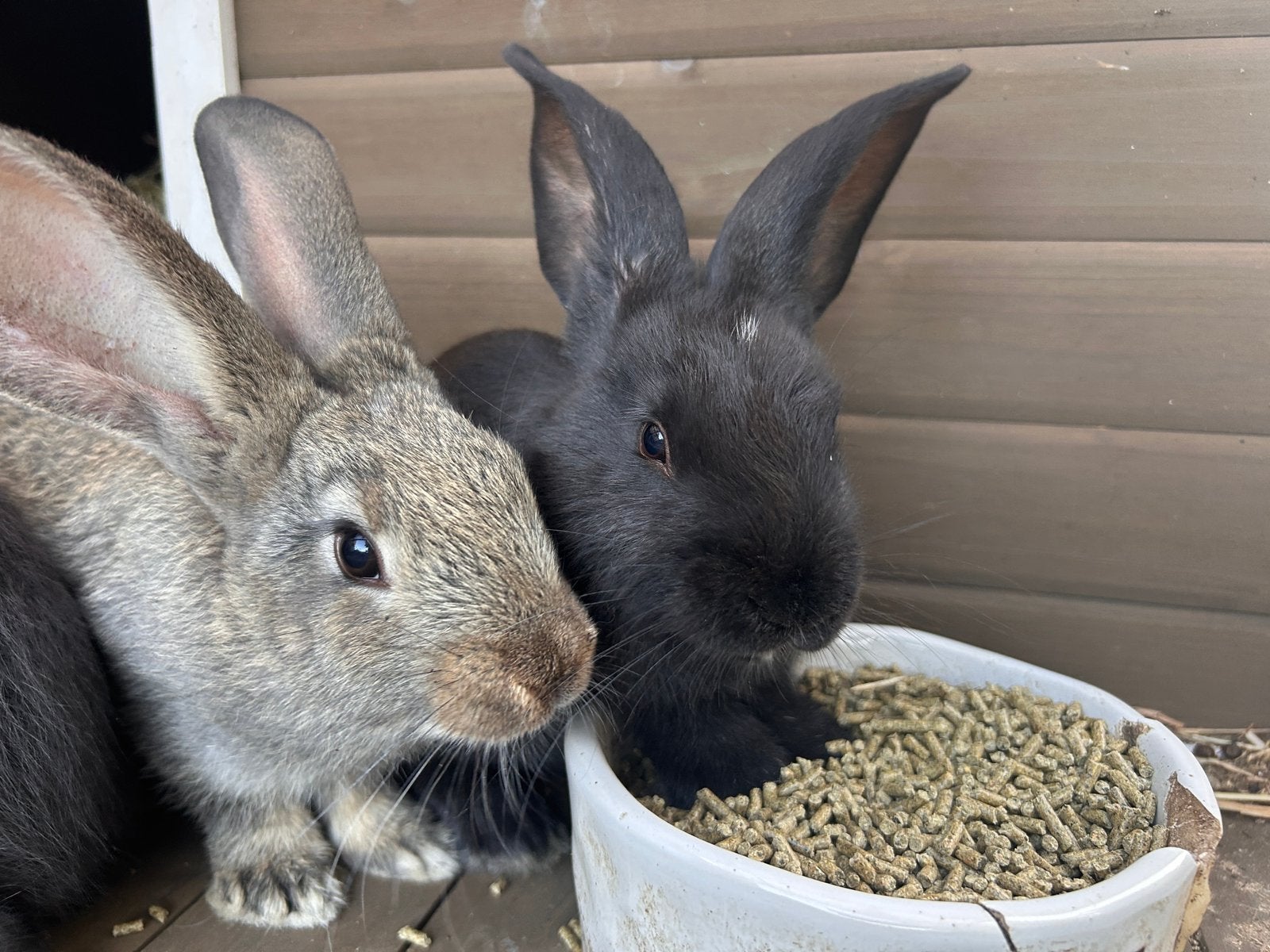 Vlaamse reus rammelaar, Dieren en Toebehoren, Konijnen, Mannelijk, Groot, 0 tot 2 jaar