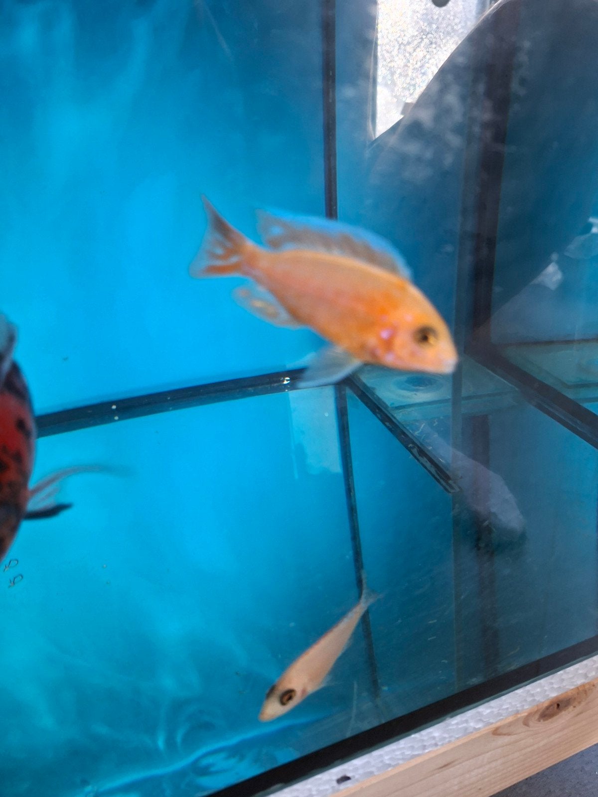 Cichlides malawi trio fire fish 7 cm 24€