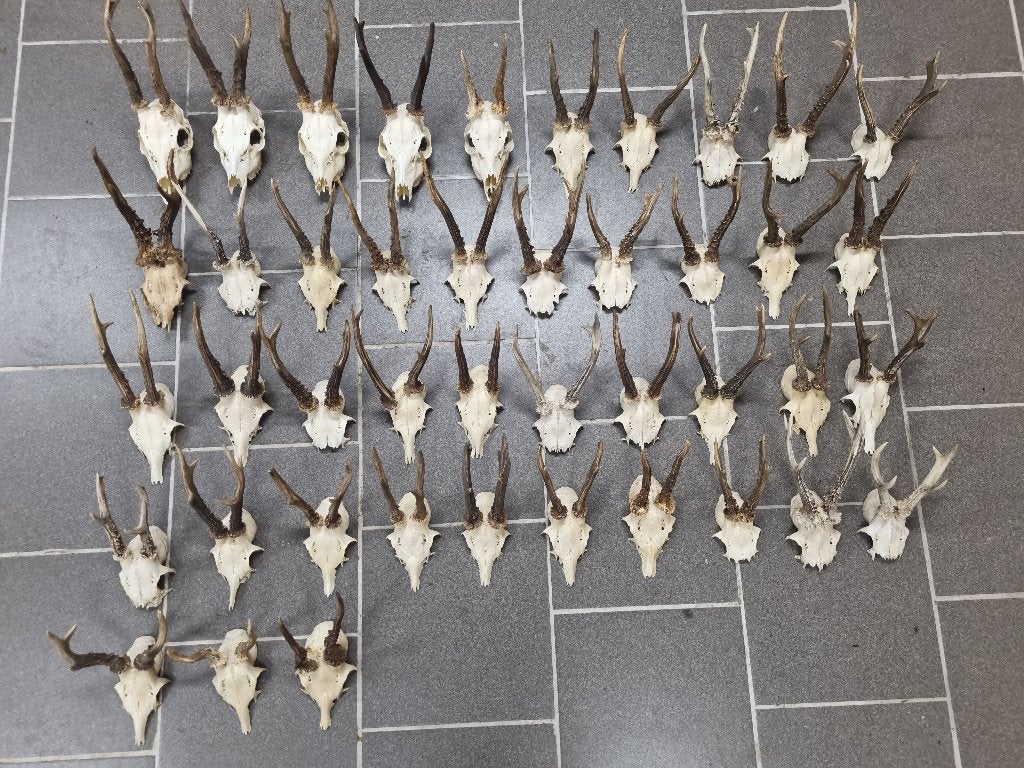 Reebok gewei op schedel, Ophalen of Verzenden, Gebruikt, Overige soorten, Gewei of Kop