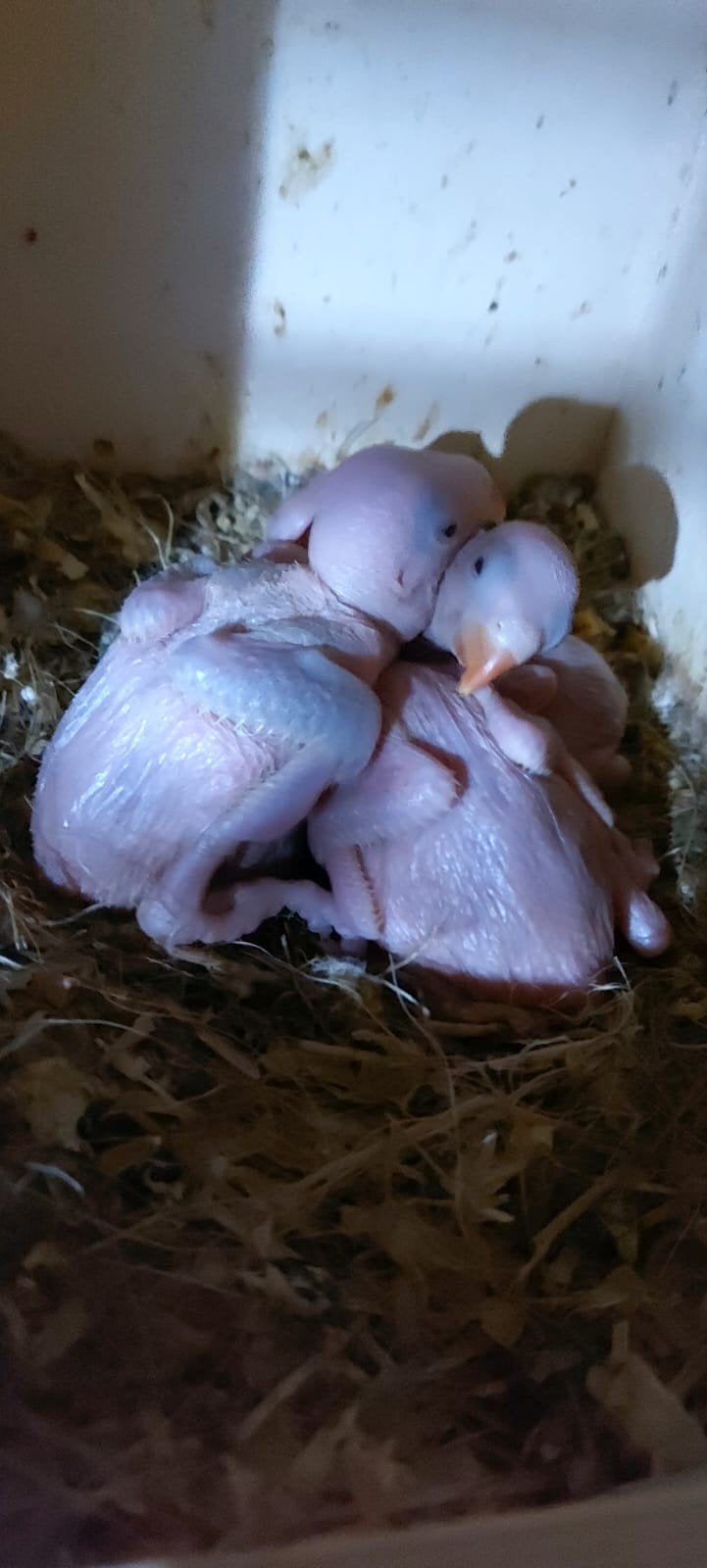Halsbandparkiet babys, Dieren en Toebehoren, Juni