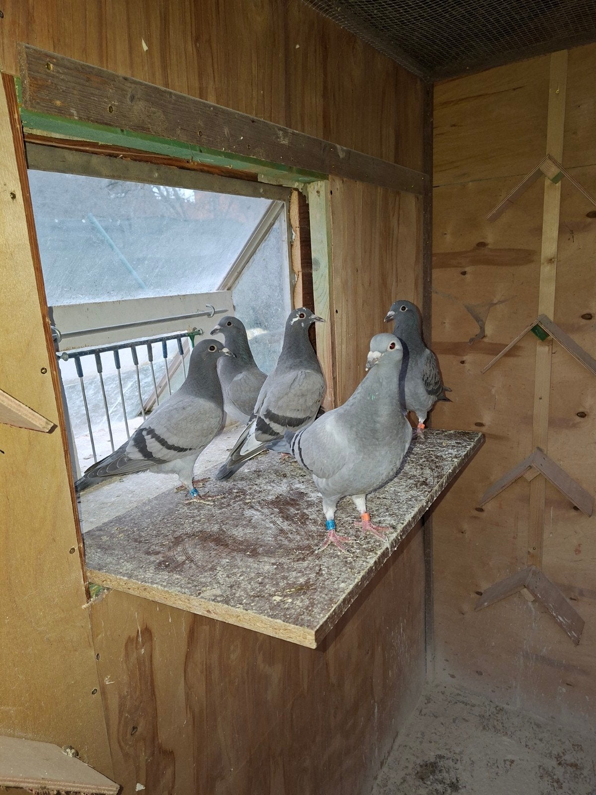 reisduiven niet geringd, Sexe inconnu, Pigeon voyageur