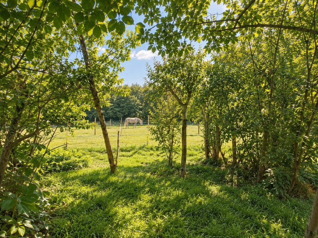 Laatste 2 stallen te huur - browsing paddock, Opfok, 2 of 3 paarden of pony's