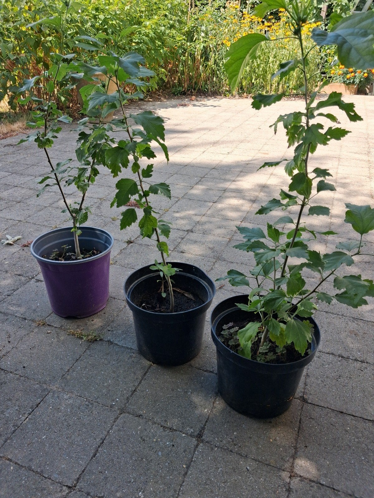 hibiscus, Enlèvement, Arbuste