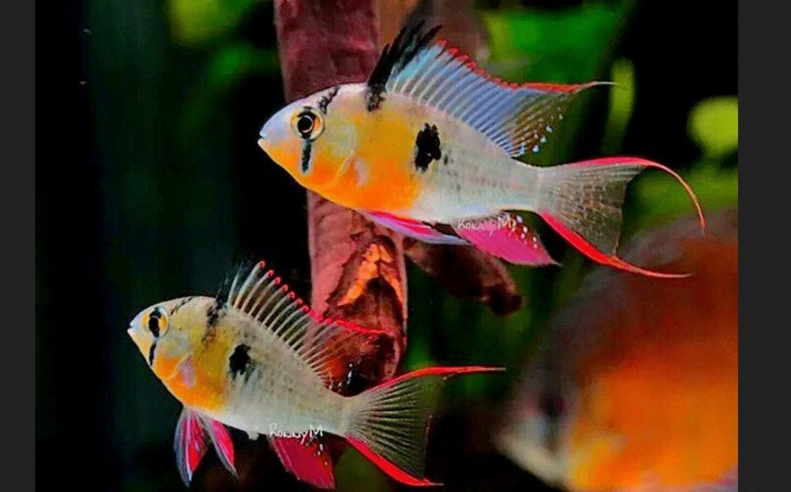 Boliviaanse Altispinosa Dwergcichlide Wild, Dieren en Toebehoren, Vis, Zoetwatervis