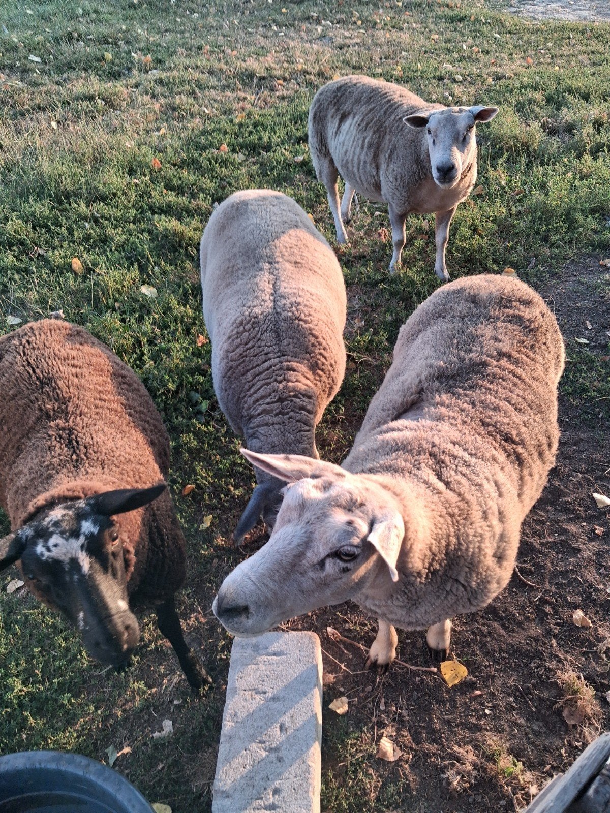 Brebis destinées à la reproduction, Femelle, Mouton, 0 à 2 ans