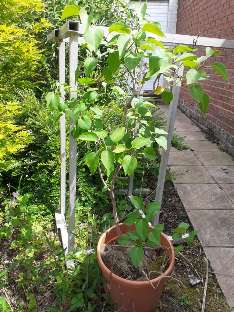 Plant seringen, Ophalen