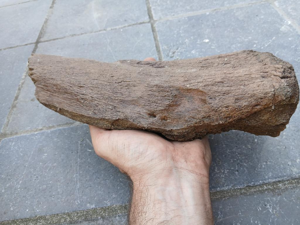 botfragment met komgewricht mammoet, Ophalen of Verzenden, Fossiel
