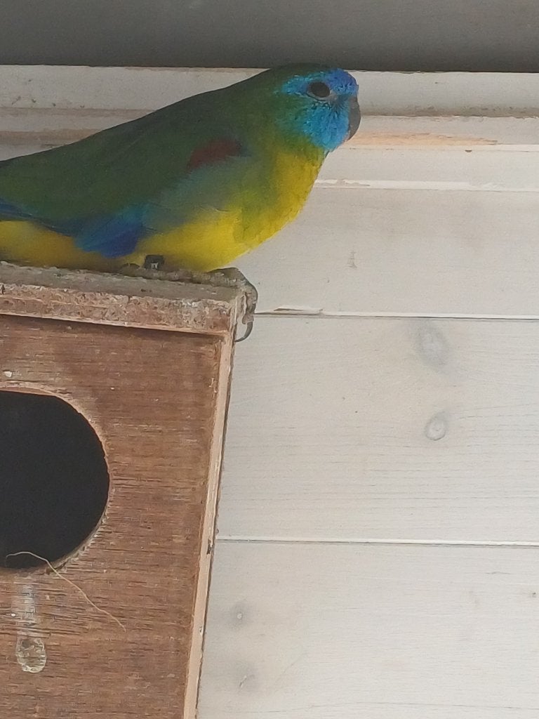 Turquoisine man te koop, Mâle, Perruche, Bagué