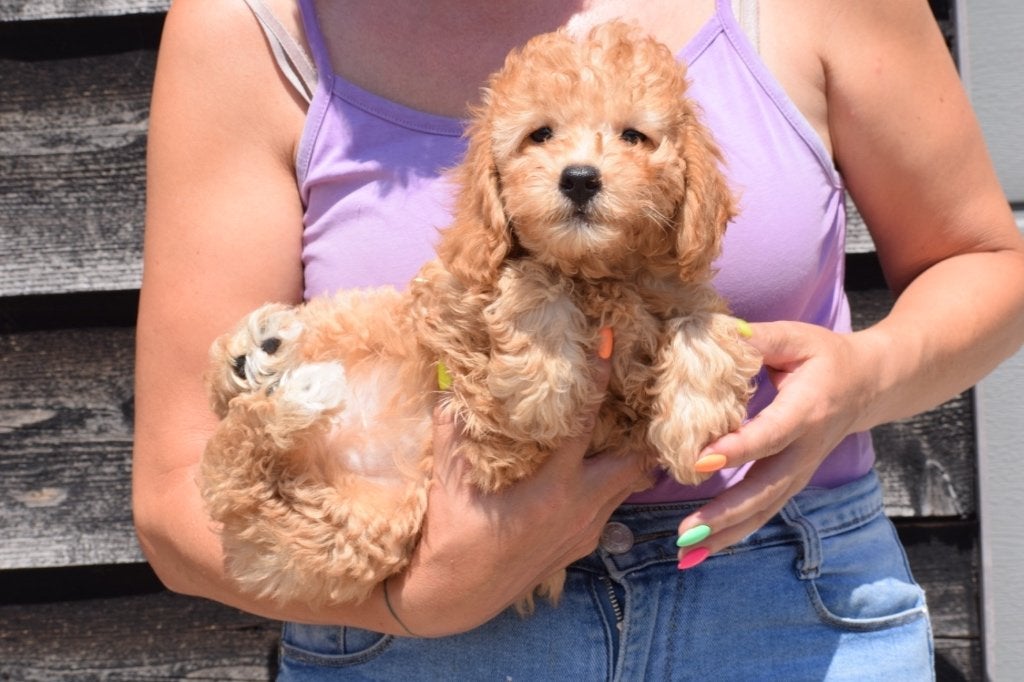 Chiot Cavapoo, Animaux & Accessoires, 15 semaines à 1 an, Éleveur | Professionnel, Taille moyenne, Plusieurs