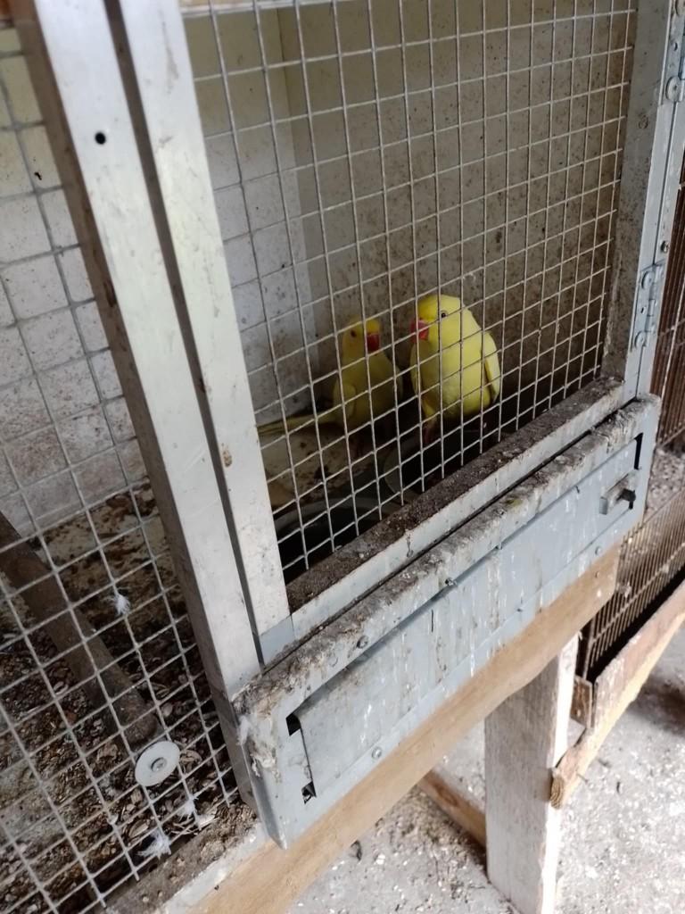 halsbanden, Dieren en Toebehoren, Meerdere dieren