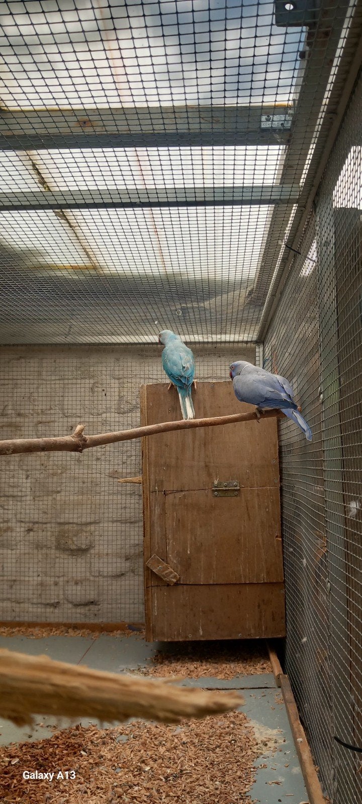Halsbandparkiet  koppel, Dieren en Toebehoren