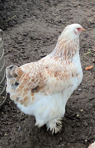 Koppel brahma zalm kleur (hen en haan), Dieren en Toebehoren, Pluimvee, Meerdere dieren, Kip