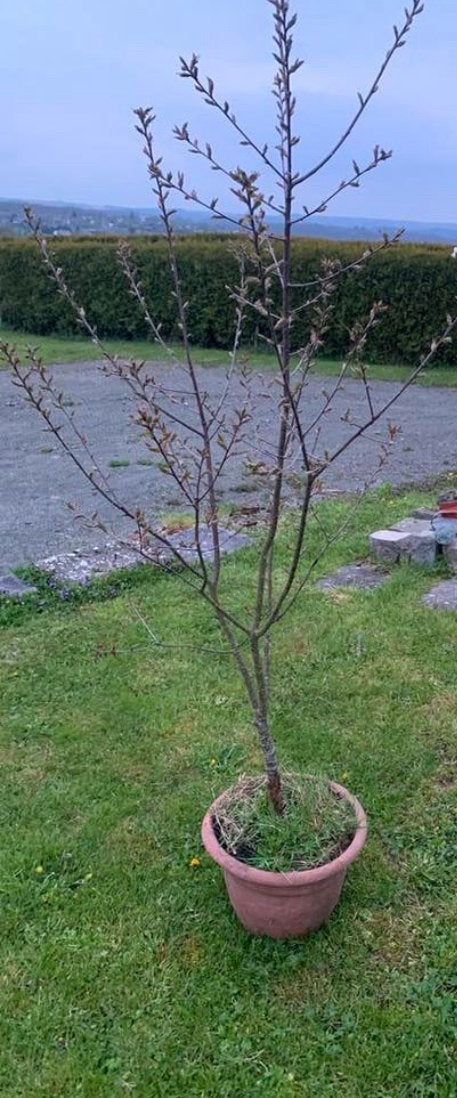 Cerisier Bigarro tardif  superbe fleures et porteur, Jardin & Terrasse, Enlèvement, Cerisier