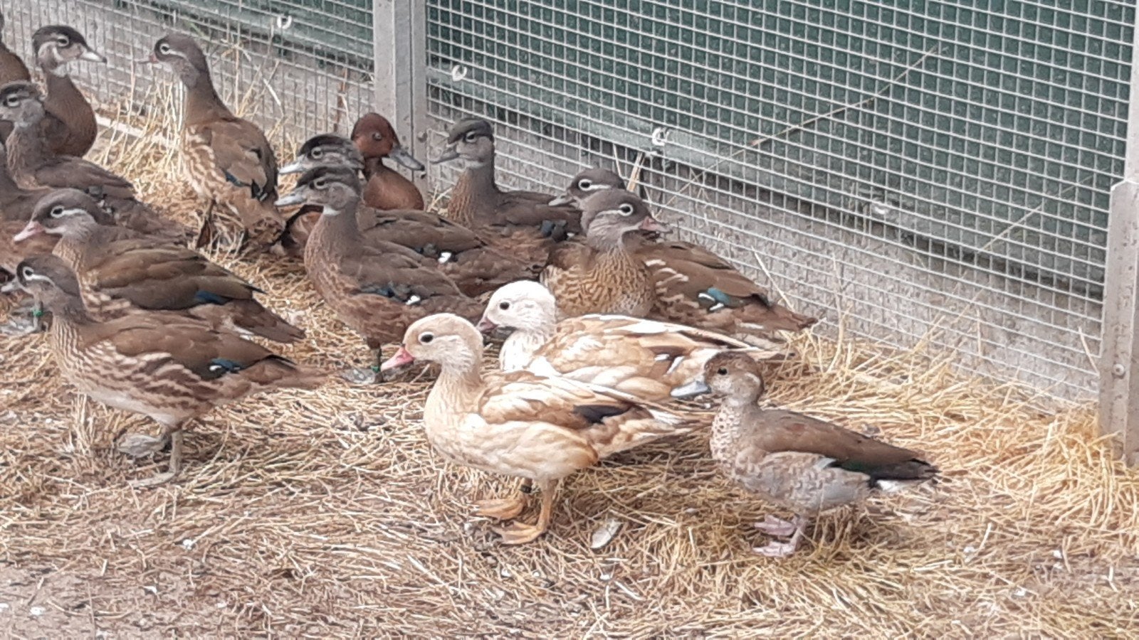 Siereenden: Onverwant koppel Blonde Mandarijneenden, Dieren en Toebehoren, Pluimvee, Meerdere dieren, Eend