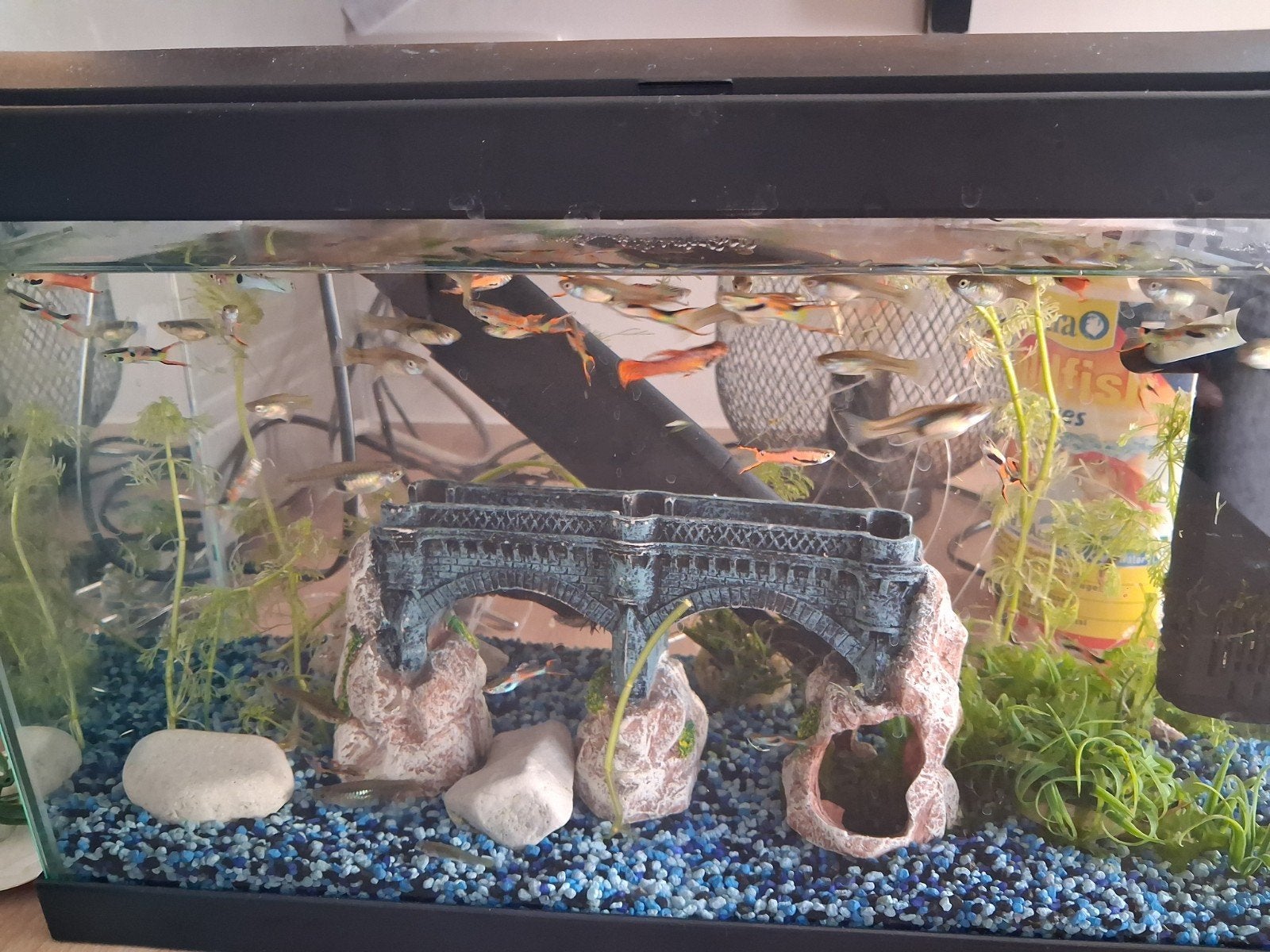 aquarium 20L, Animaux & Accessoires, Enlèvement, Comme neuf