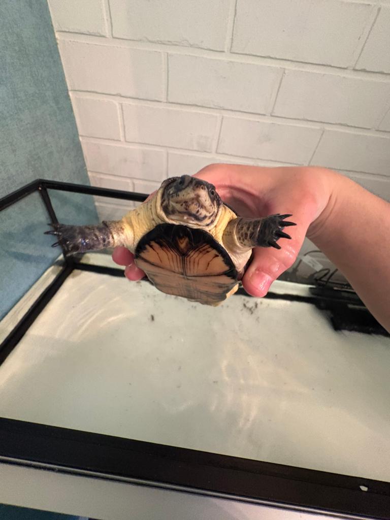 Tortue pelusios nanus, Animaux & Accessoires