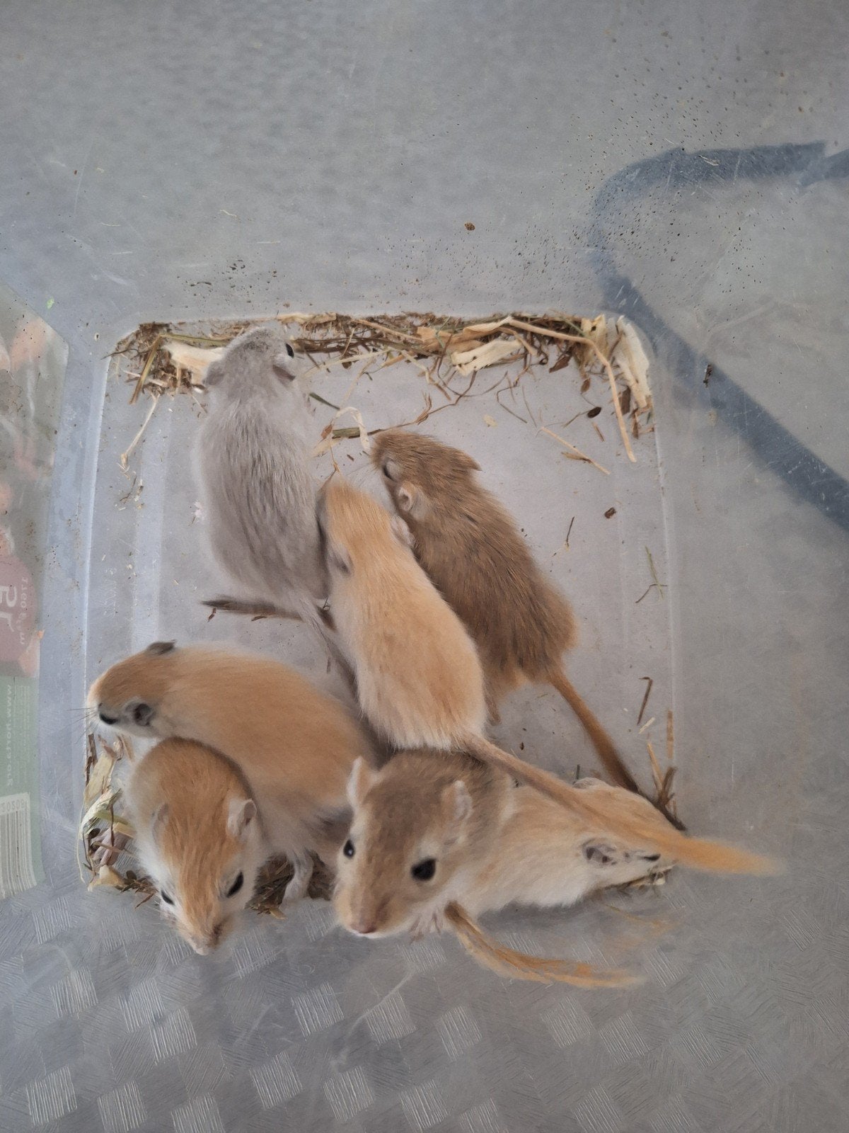 Jonge gerbil pups, Dieren en Toebehoren, Knaagdieren, Mei