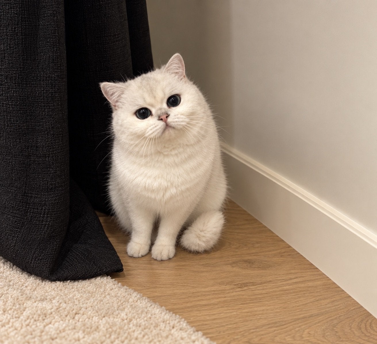 Brits korthaar poes, Poes, Met stamboom, 3 tot 5 jaar
