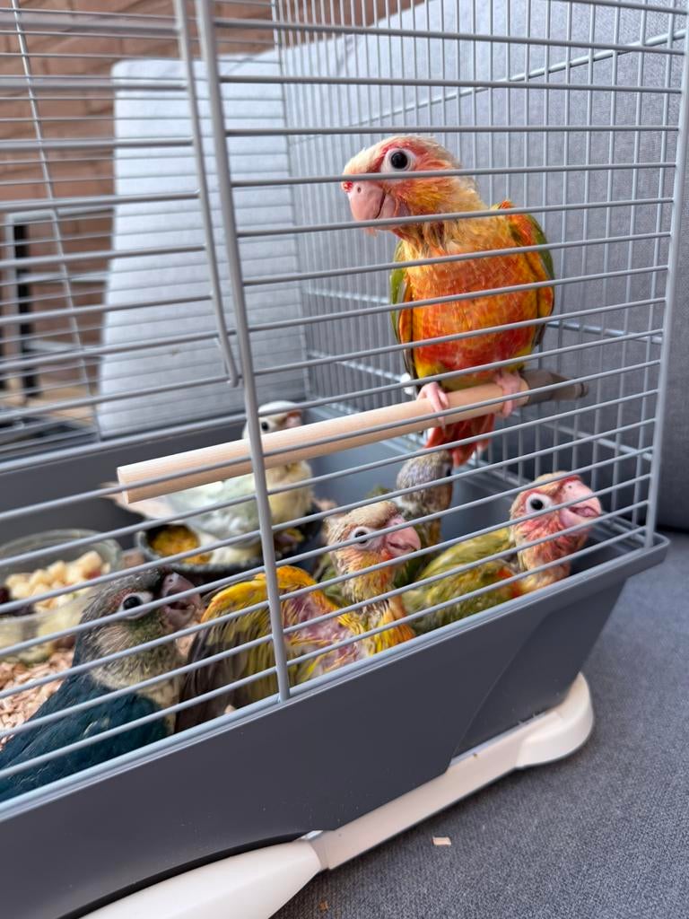 Handtamme pyrrhura pineapple, Dieren en Toebehoren